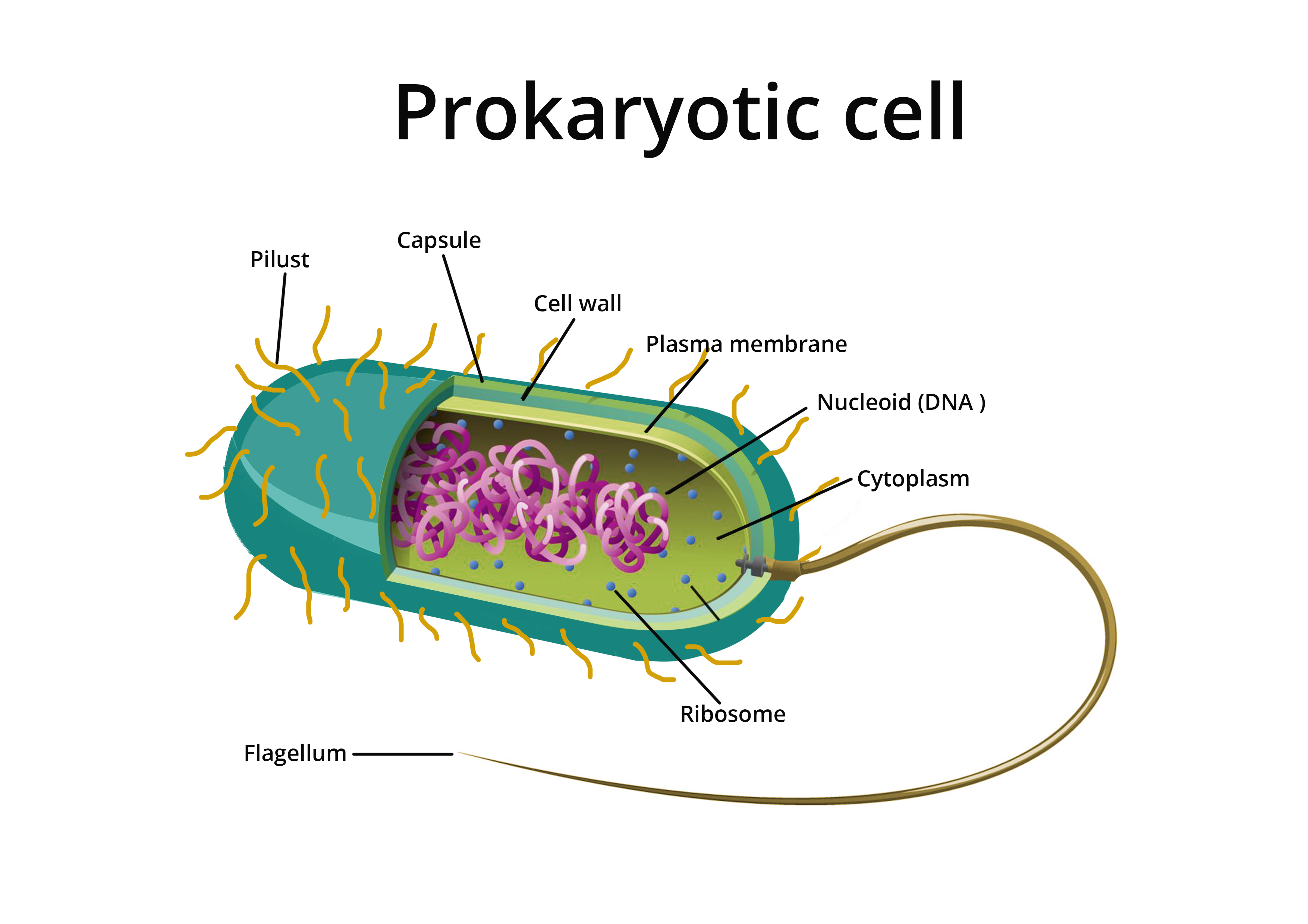 What are cell? Definition, Types and Importance biology AESL